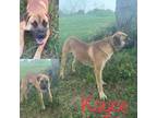 Adopt Kayce a Black Mouth Cur