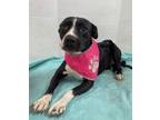 Adopt Lucy a Pit Bull Terrier