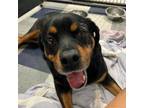 Adopt Kya a Rottweiler