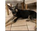 Adopt SUKA a German Shepherd Dog
