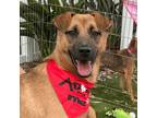 Adopt Peeka a Belgian Shepherd / Malinois, German Shepherd Dog