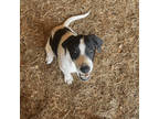Adopt Simone a Beagle, Australian Cattle Dog / Blue Heeler
