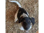 Adopt Shiloh a Australian Cattle Dog / Blue Heeler, Beagle