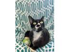 Adopt Clove a Domestic Short Hair