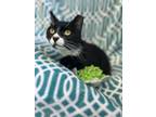 Adopt Primrose a Domestic Short Hair