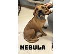 Adopt Nebula a Redbone Coonhound, Boxer