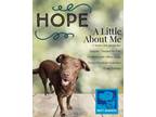 Adopt Hope a Labrador Retriever