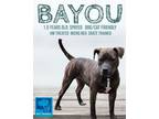 Adopt Bayou a Pit Bull Terrier