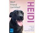 Adopt Heidi a Labrador Retriever