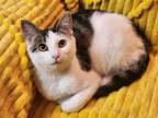 Adopt Ruby a Domestic Short Hair