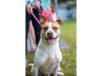 Adopt Boyo (Rescue or Experienced Adopter Only) a American Staffordshire Terrier