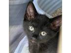 Adopt Licorice a Domestic Short Hair