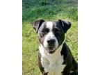 Adopt Harley a Pit Bull Terrier