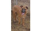 Adopt Malone a Carolina Dog, Black Mouth Cur