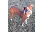 Adopt Hickory a American Staffordshire Terrier