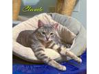 Adopt Claude [bonded with Vincent] a Domestic Short Hair