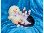 Adopt Miller a Turkish Angora, Domestic Medium Hair