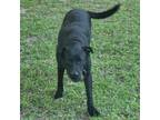 Adopt Drake a Labrador Retriever