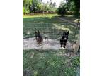 Adopt Koda & Arlo a German Shepherd Dog