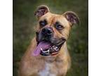 Adopt Jazz a Boxer, Staffordshire Bull Terrier