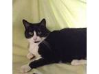 Adopt Obi a Domestic Short Hair