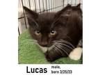 Adopt Lucas a Domestic Short Hair