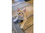 Adopt Mango a Domestic Short Hair