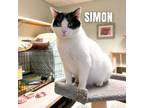 Adopt SIMON a Domestic Short Hair