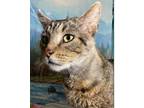 Adopt Spanky ( courtesy post) a Tabby