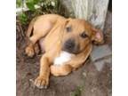 Adopt Anthony a Black Mouth Cur