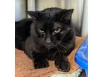 Adopt Inky a Domestic Short Hair