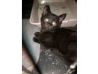 Adopt Lightening a Siamese, Domestic Short Hair