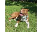 Adopt Lucky a Happy Boy! a Pit Bull Terrier