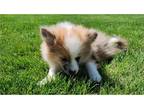 Pomeranian Puppy for sale in Fort Wayne, IN, USA