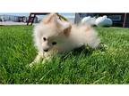 Pomeranian Puppy for sale in Fort Wayne, IN, USA