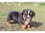 Beabull Puppy for sale in Battle Creek, MI, USA