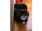 Adopt Sami a Domestic Short Hair