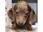 Dachshund Puppy for sale in Church Hill, TN, USA