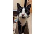 Adopt Kuro a Domestic Short Hair