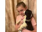 English Springer Spaniel Puppy for sale in Henderson, TX, USA