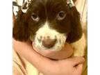 English Springer Spaniel Puppy for sale in Henderson, TX, USA