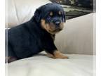 Rottweiler PUPPY FOR SALE ADN-768288 - AKC Rottweiler puppies