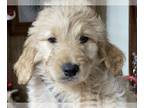 Goldendoodle PUPPY FOR SALE ADN-768272 - Goldendoodle puppies