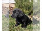 Labrador Retriever PUPPY FOR SALE ADN-768257 - Purebred Black Lab Puppies