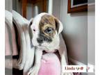 Victorian Bulldog PUPPY FOR SALE ADN-768224 - English Bulldog Puppy