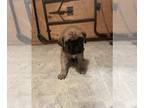 Mastiff PUPPY FOR SALE ADN-768251 - English Mastiff Puppies