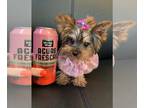 Yorkshire Terrier PUPPY FOR SALE ADN-768222 - Teacup Spring Babies