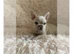 French Bulldog PUPPY FOR SALE ADN-768203 - French Bulldog