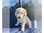 Goldendoodle PUPPY FOR SALE ADN-768193 - Goldendoodle Puppies