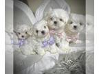 Maltese PUPPY FOR SALE ADN-768190 - Korean Maltese Puppies